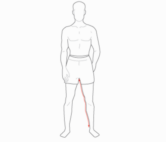 Inside Leg (Crotch to Ankle)